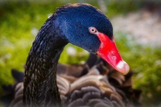 Black Swans