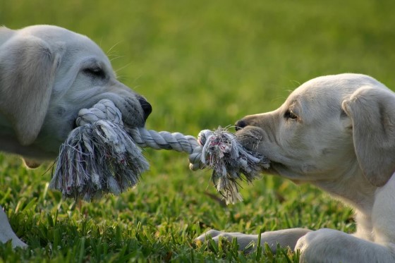 Housing’s Tug of War